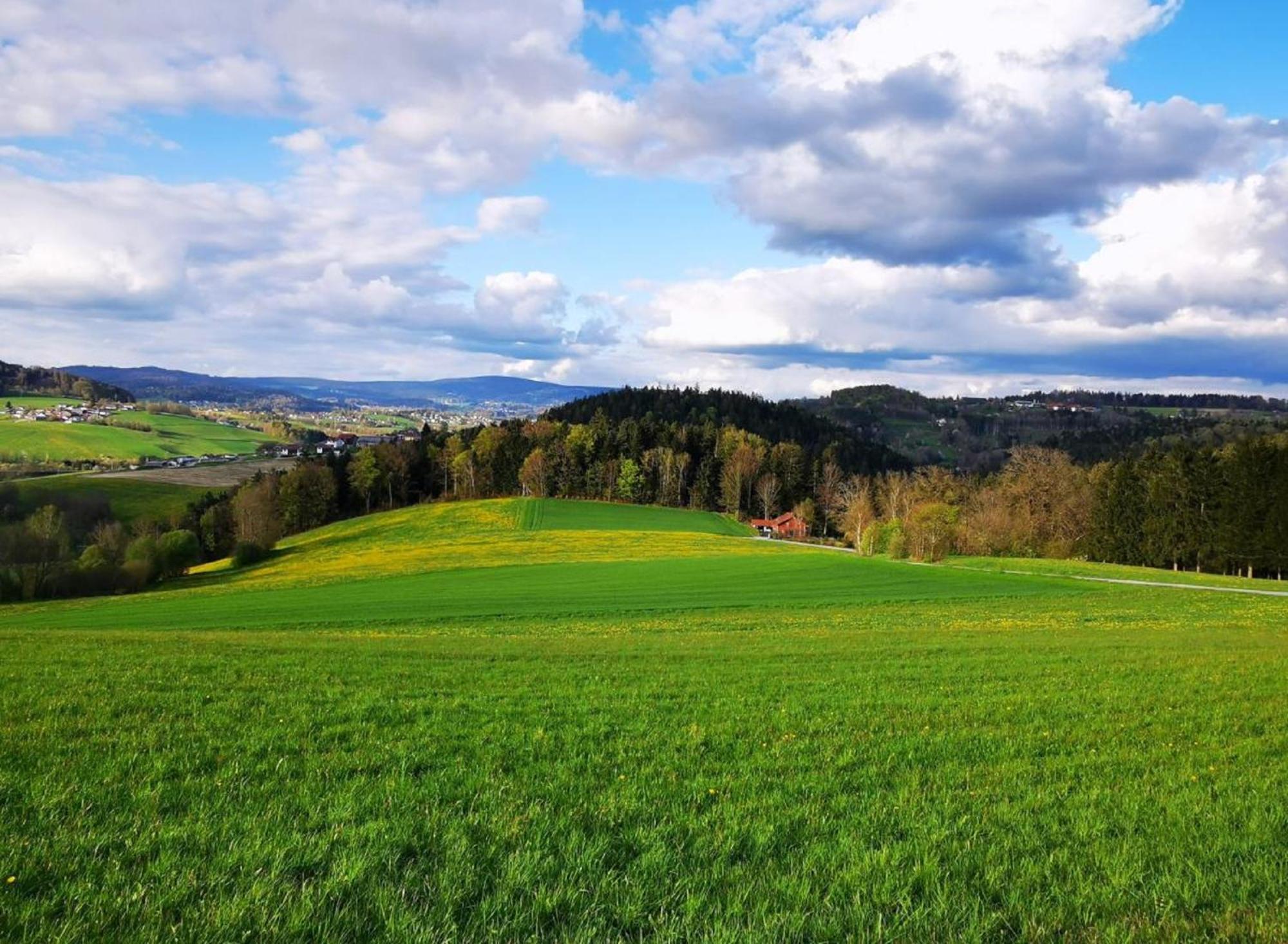 Ferienwohnung Am Woid - Herrliche Alleinlage - Vegane Einrichtung Waldkirchen Kültér fotó